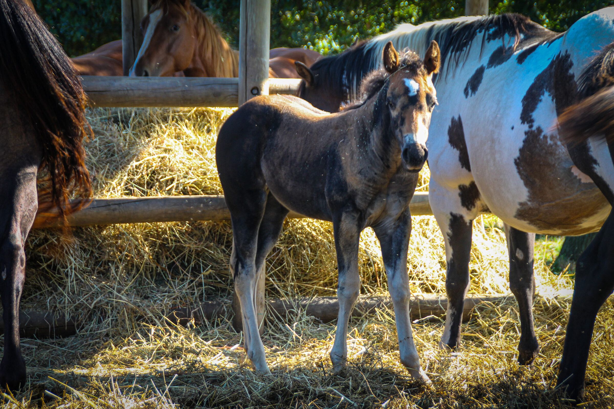 Log hay rack filled with hay, pinto mare and her foal
