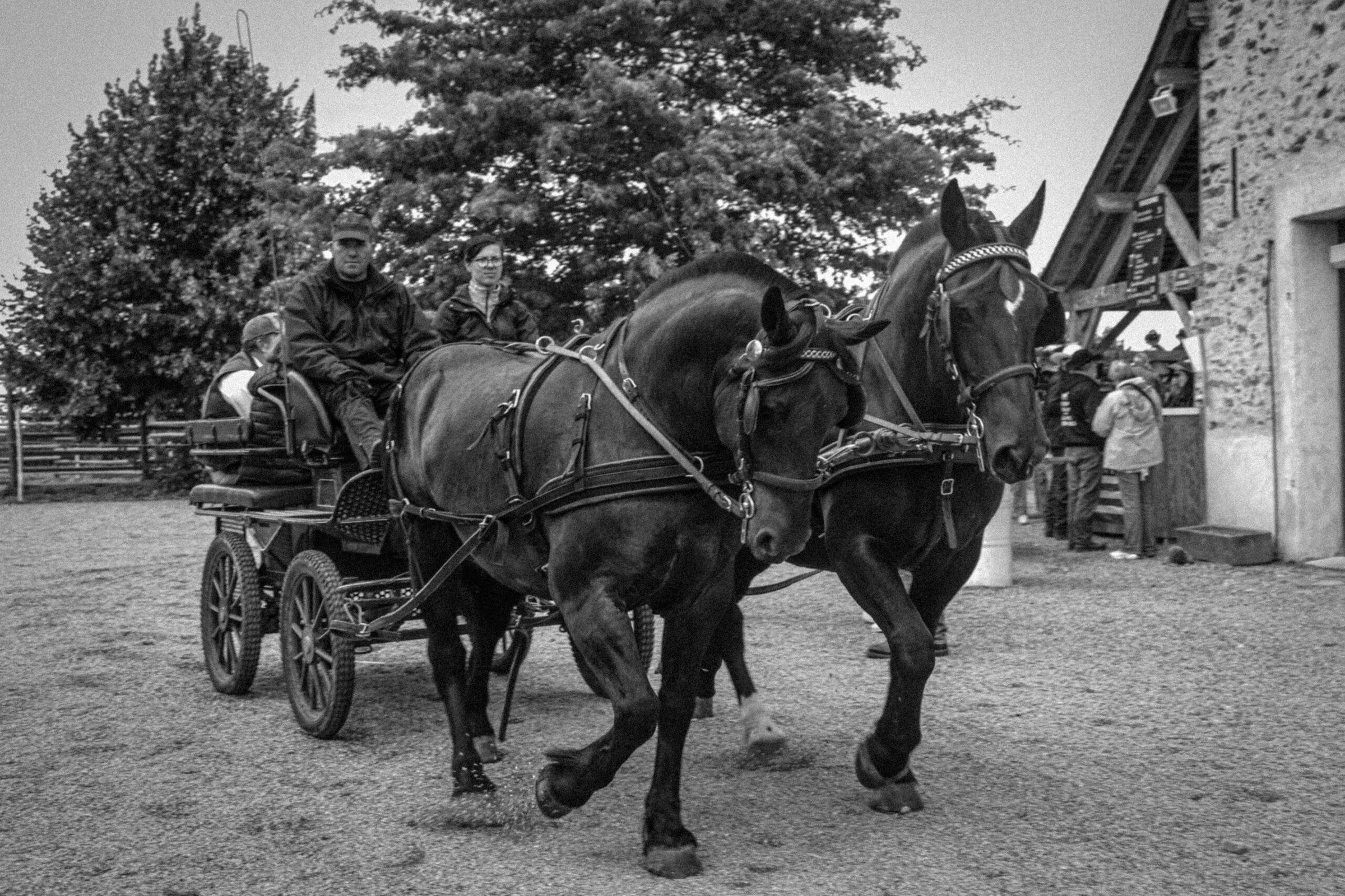 Attelage de deux chevaux noirs pendant le festival, en noir et blanc