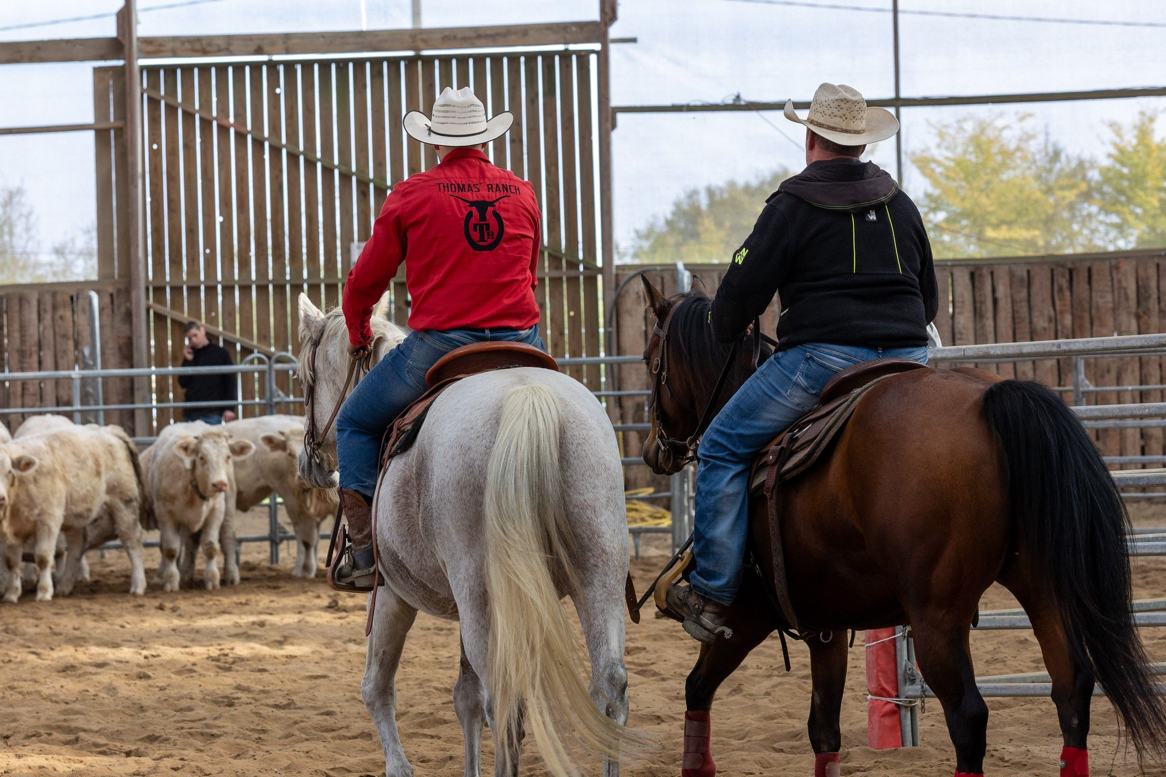 Cavalier de dos en chemise rouge Thomas’ Ranch, face aux veaux, pendant un concours de tri de bétail au ranch