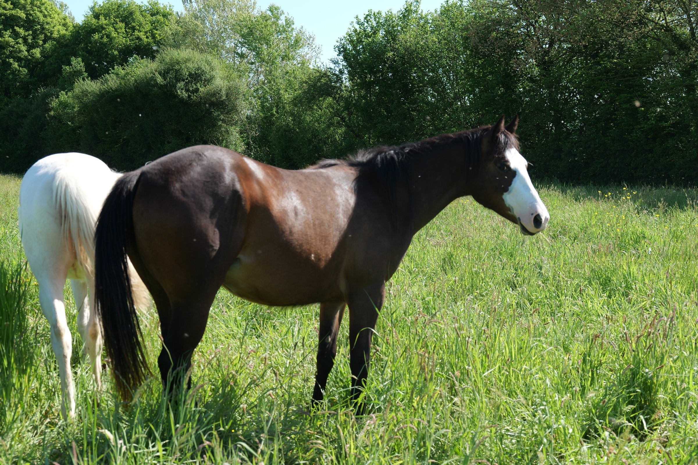 Livery horse in the long grass of one of the ranch’s fields