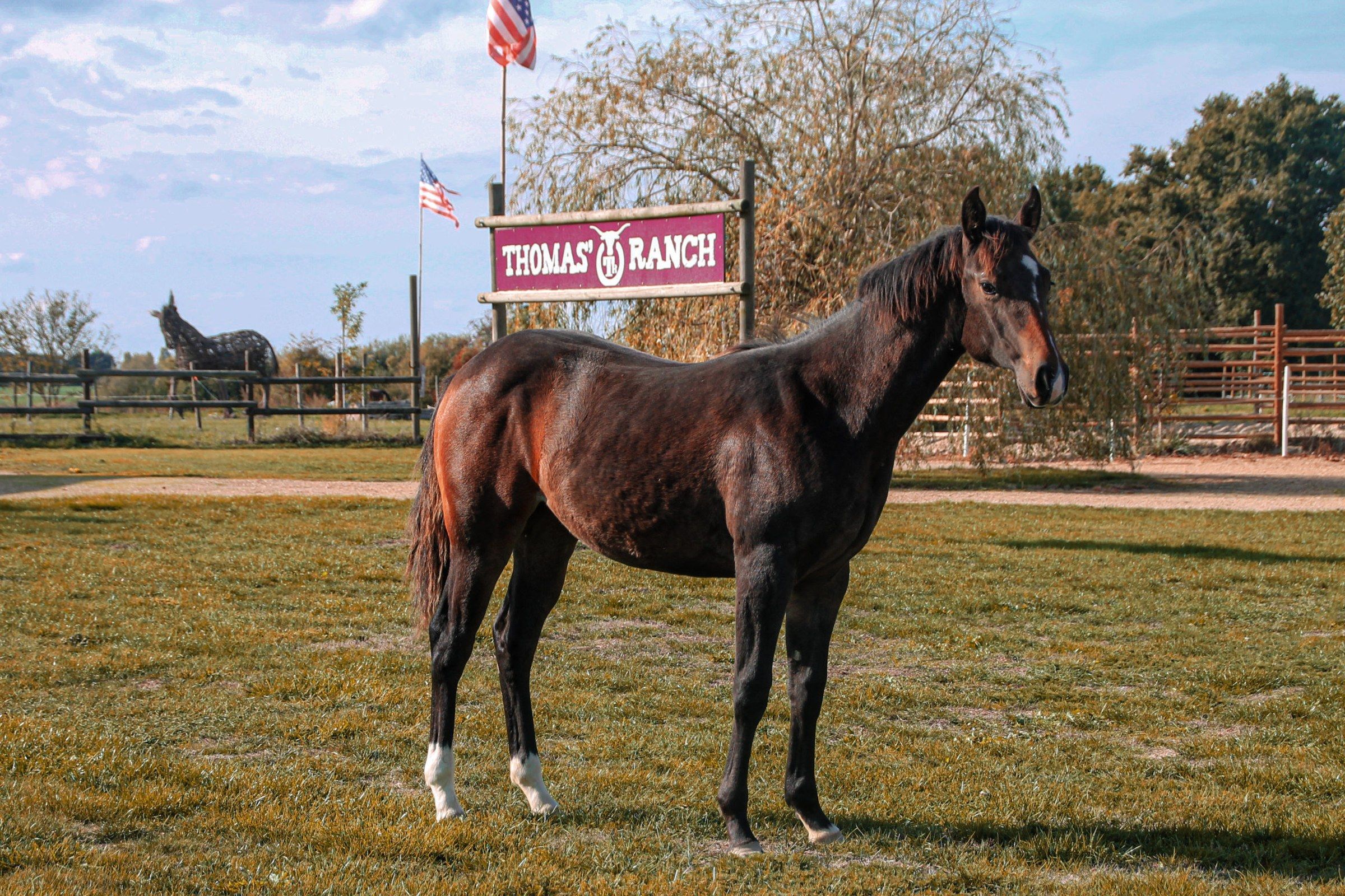 Bay horse in front of the Thomas’ Ranch entrance gateway and its flags
