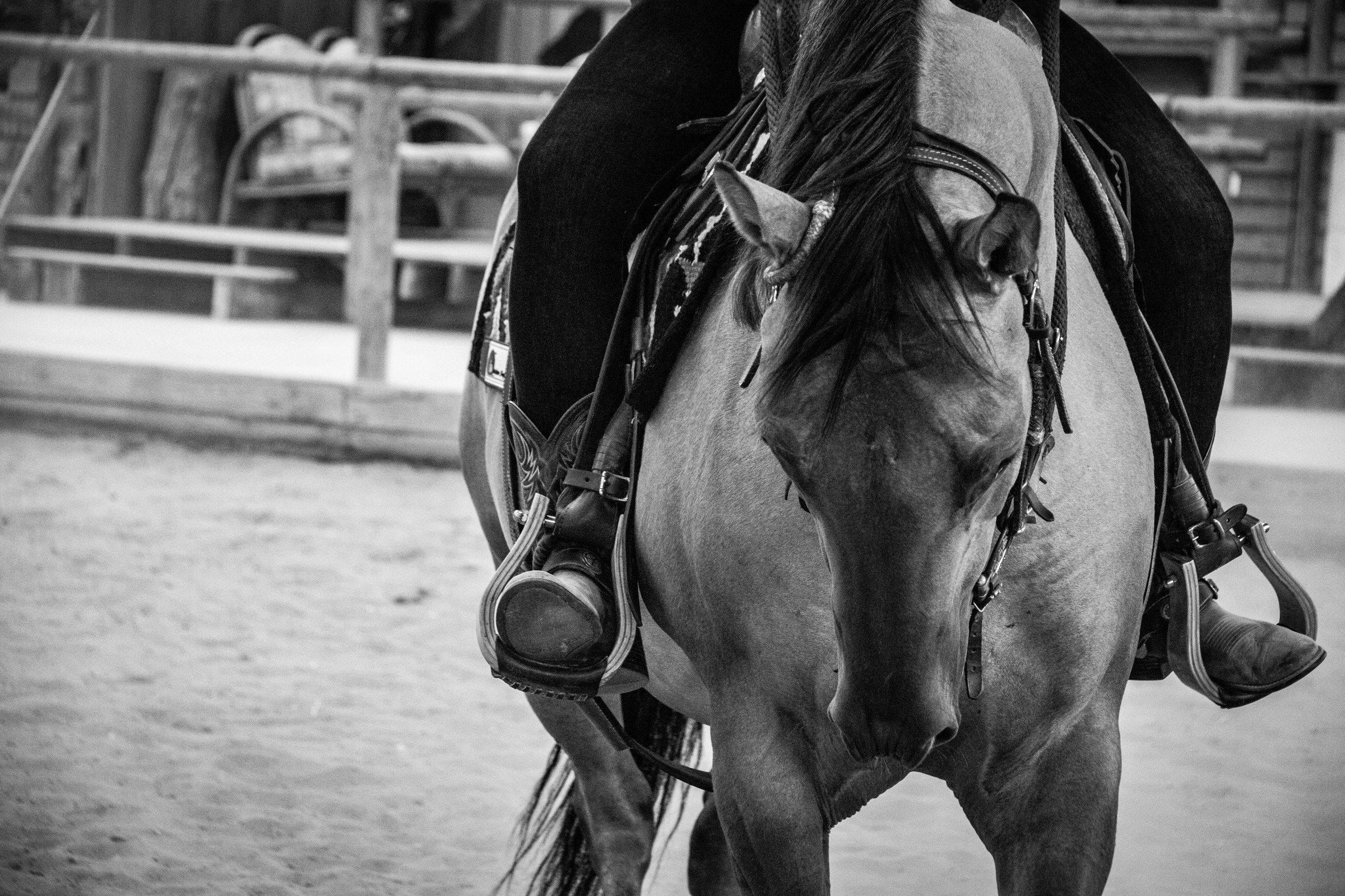 Bridled western horse with its head low, under its rider, in black and white