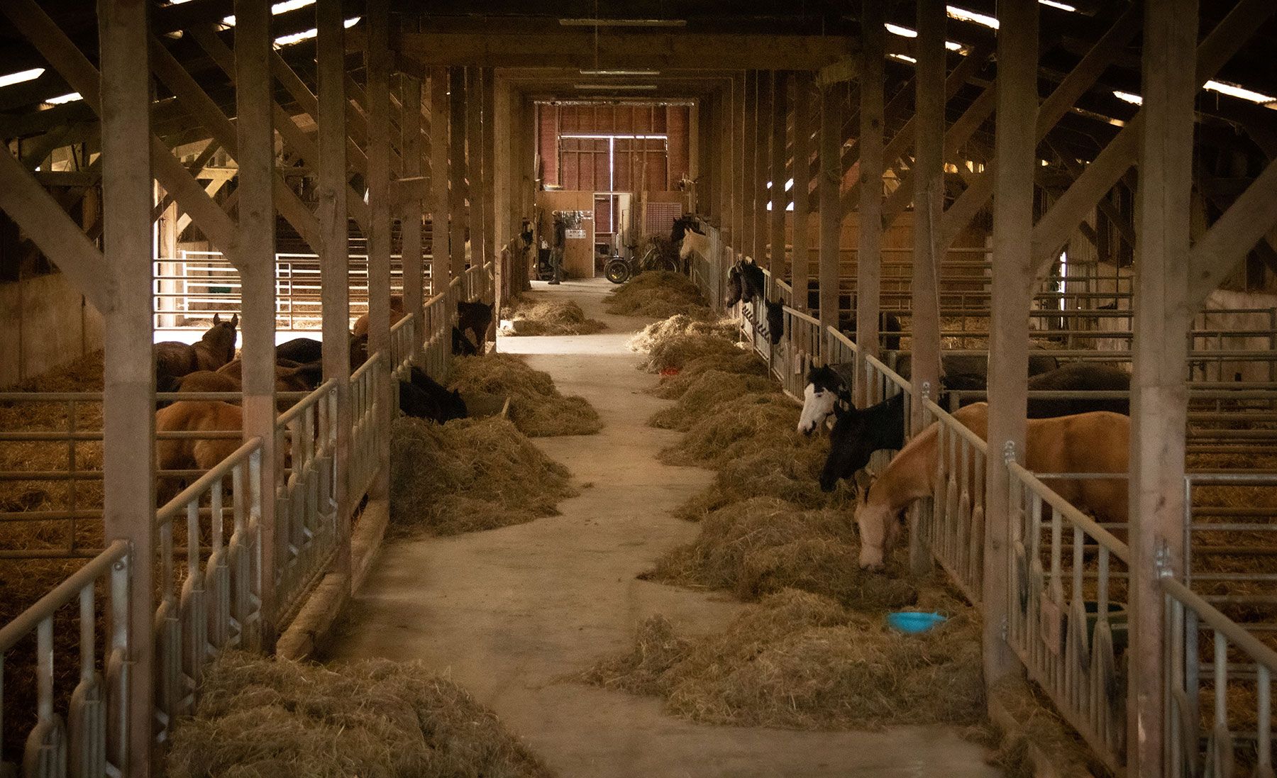 Stable aisle, with hay and a timber roof