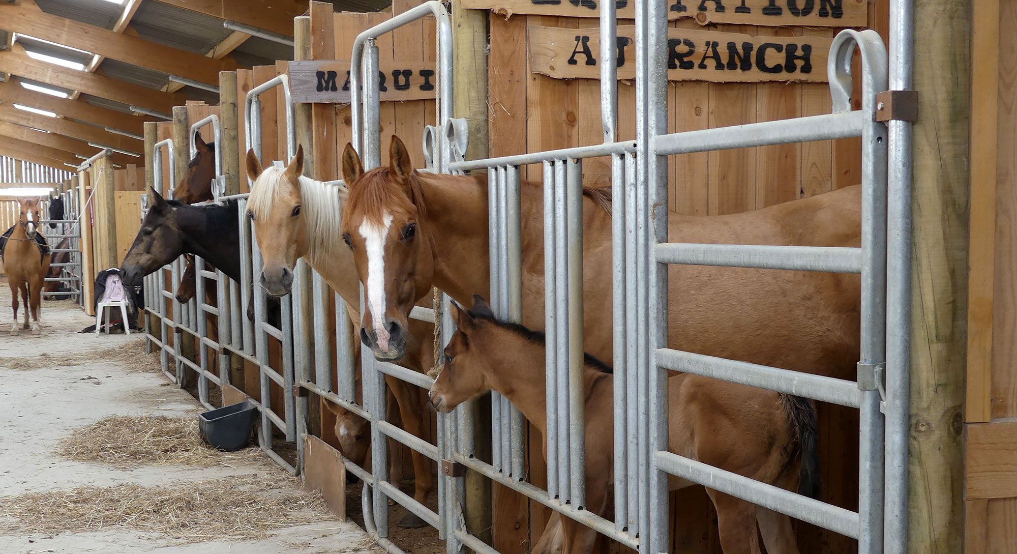 The ranch’s stables, horses looking out over their stable doors