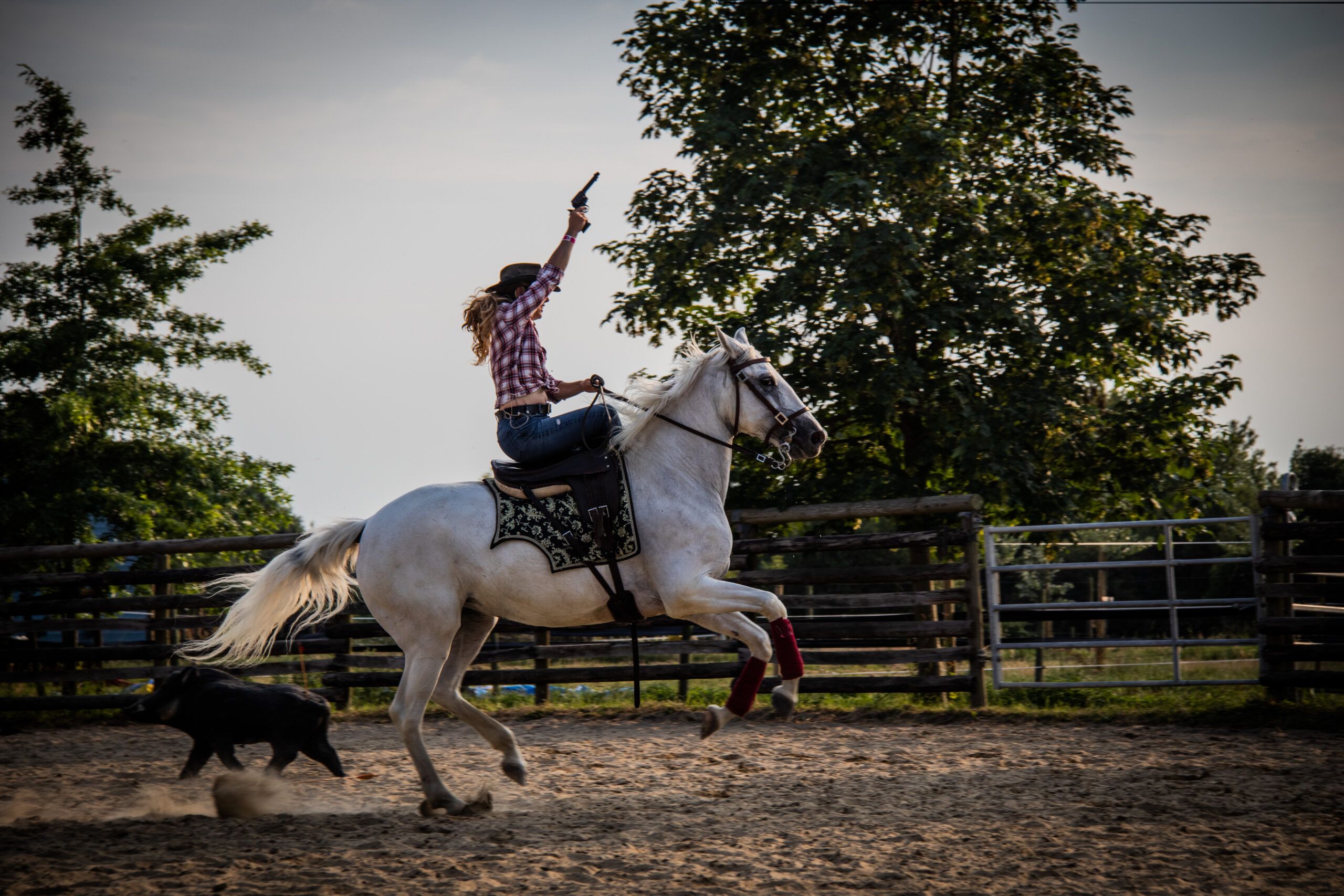 Cavalière sur un cheval blanc pendant une démonstration de tir monté