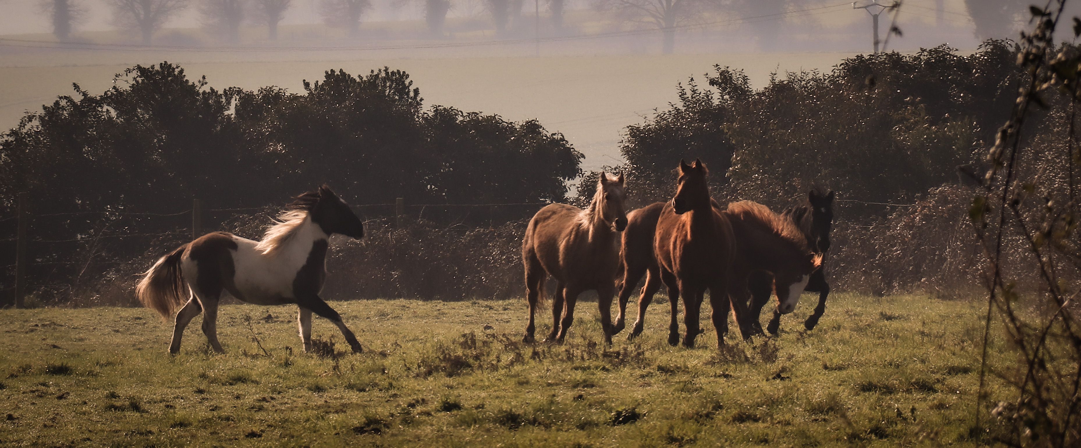 Jeunes chevaux du ranch au galop dans un pré, lumière du matin