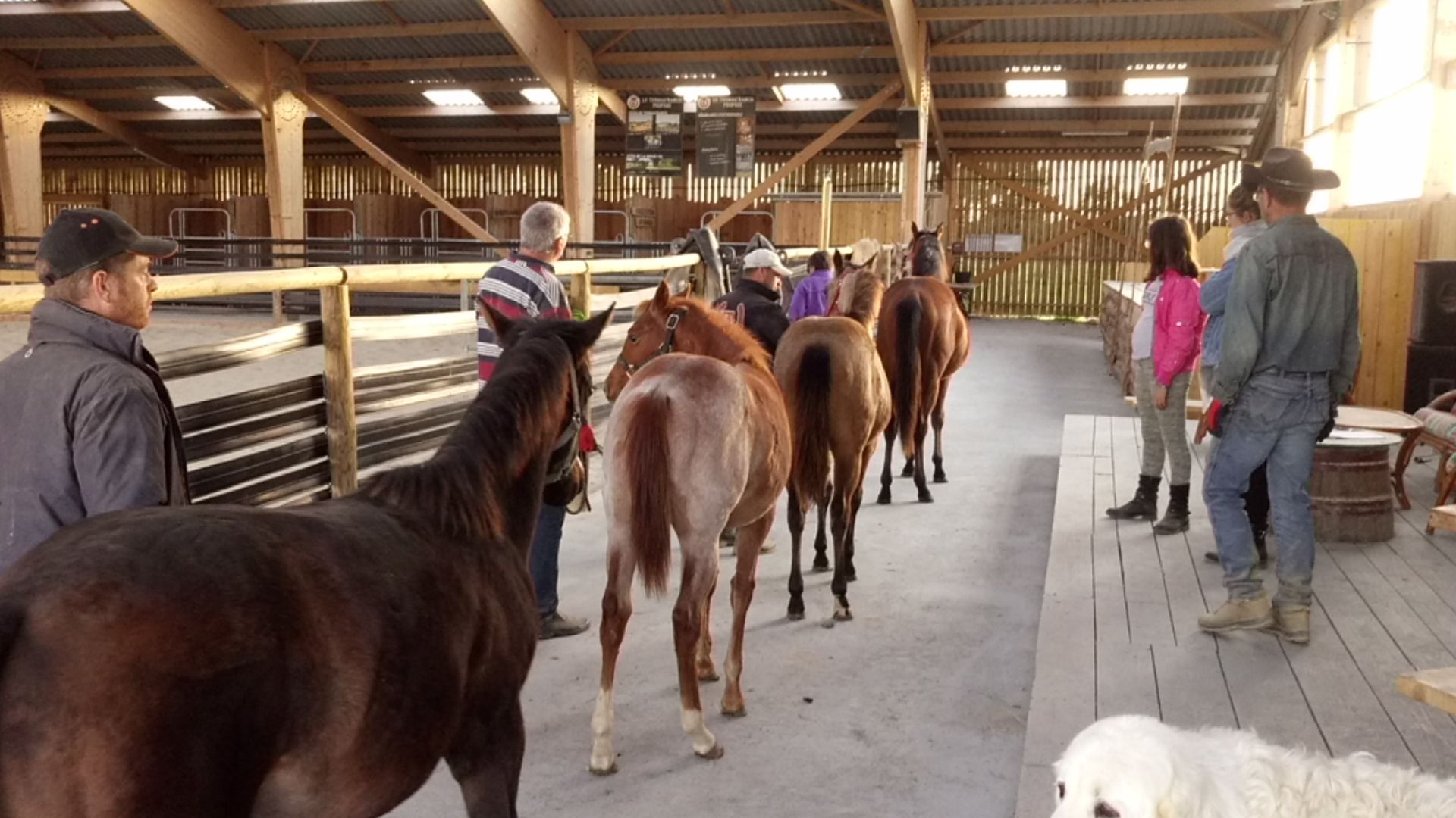 Un groupe à pied avec de jeunes chevaux dans l’allée couverte du ranch