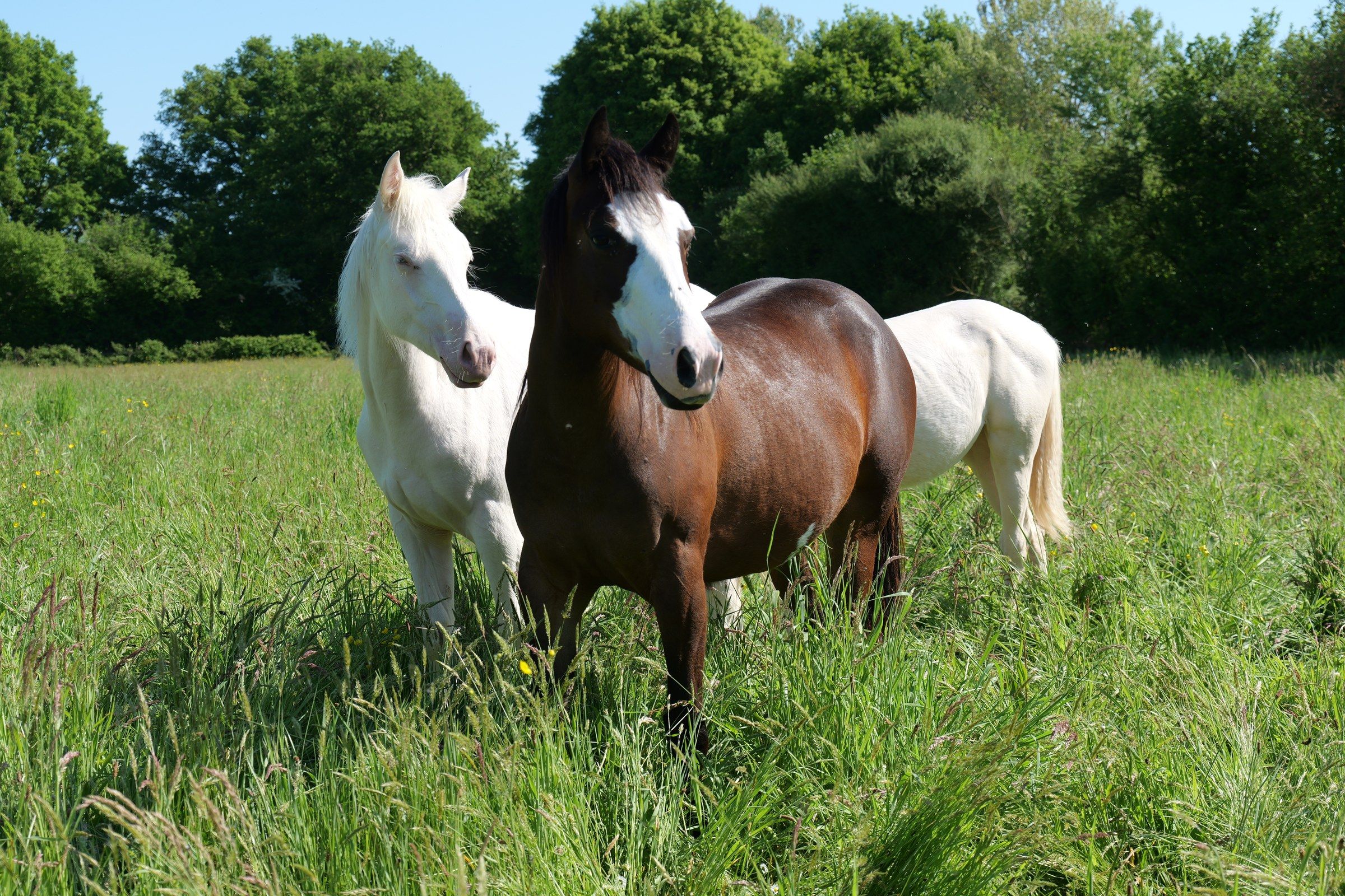 Young horses we have bred, in the long grass of one of the ranch’s fields