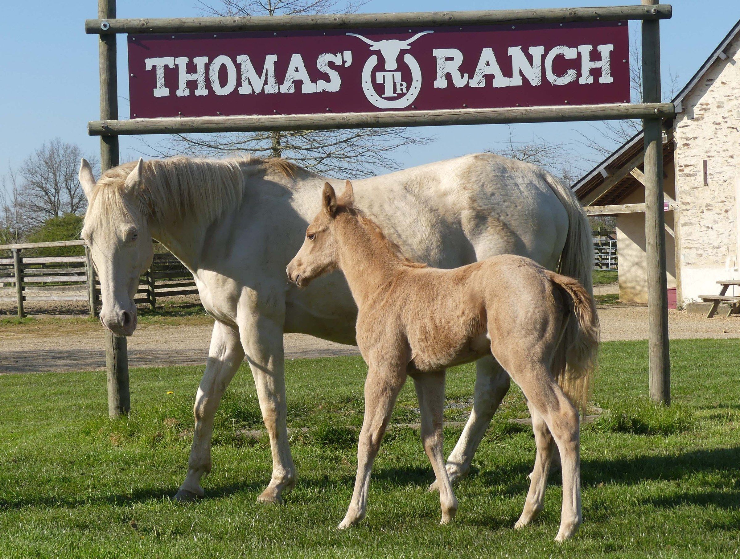 Jument grise et son poulain sous l’enseigne du Thomas’ Ranch