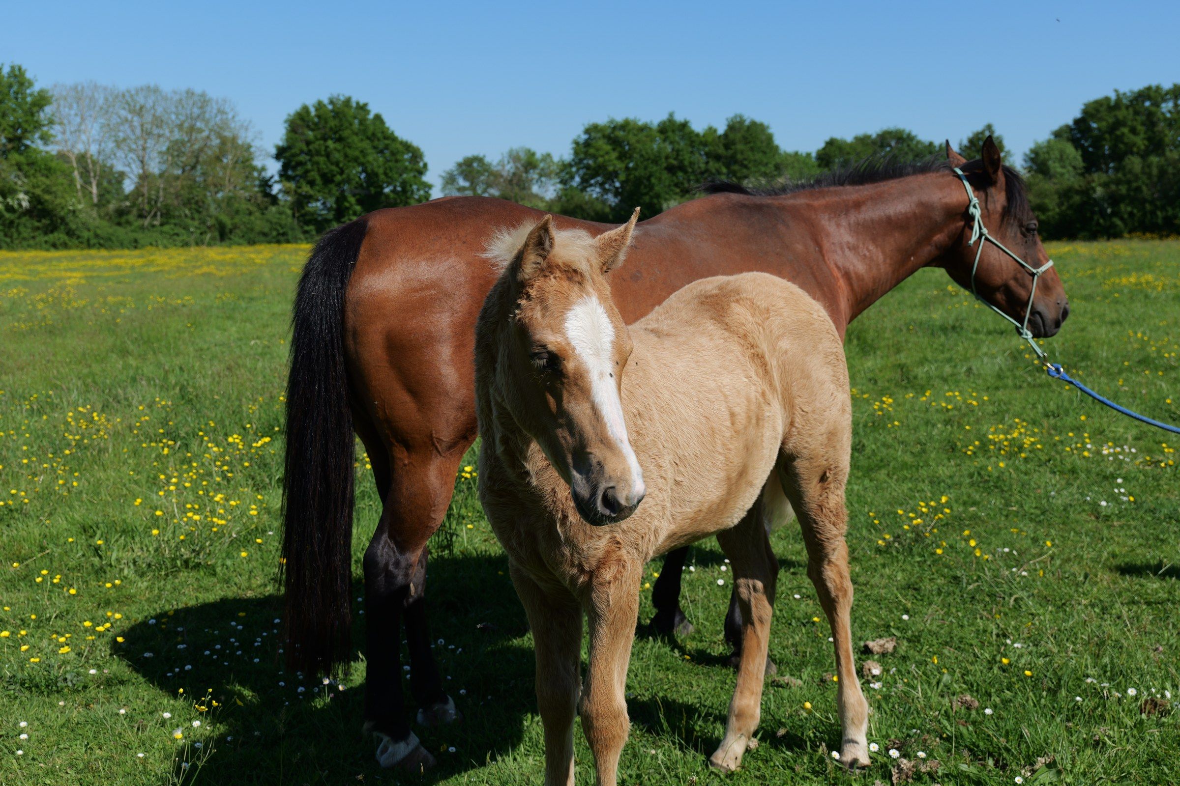 Bay mare and her buckskin foal in a flowering meadow at the ranch