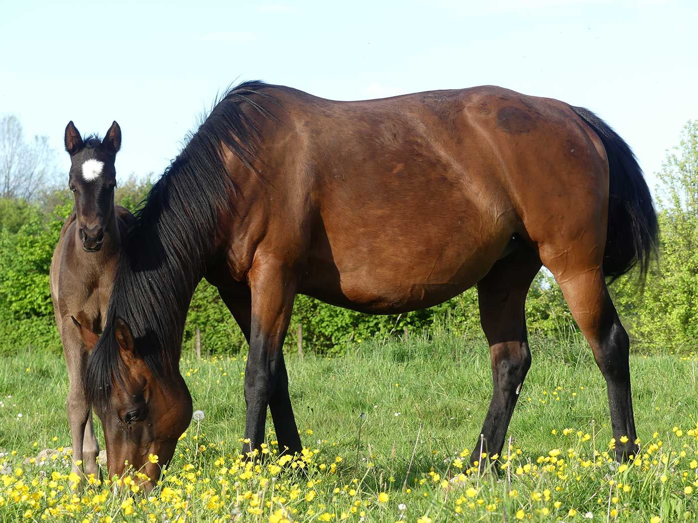 Une jument baie et son poulain au pré, à l’élevage du ranch