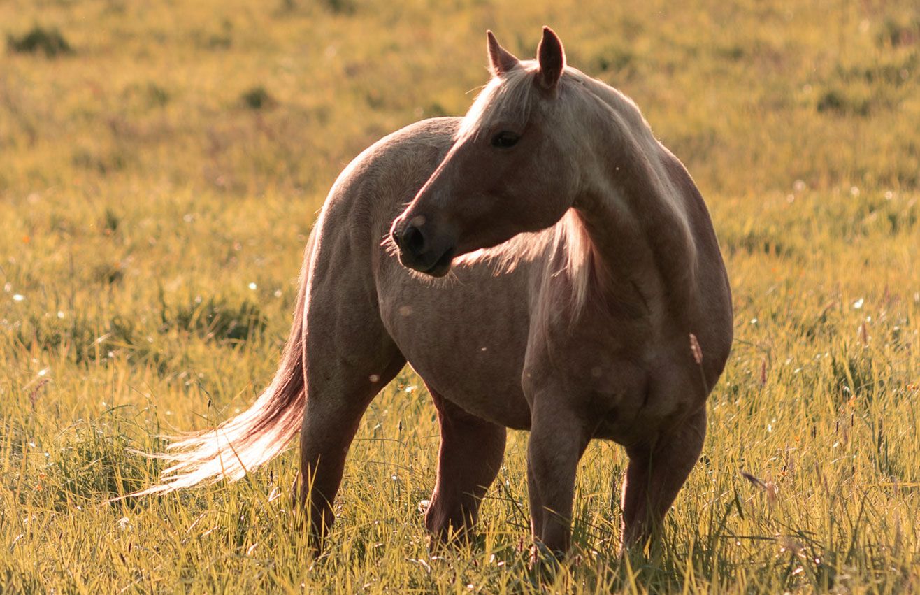 Palomino Quarter Horse in a field of golden grass