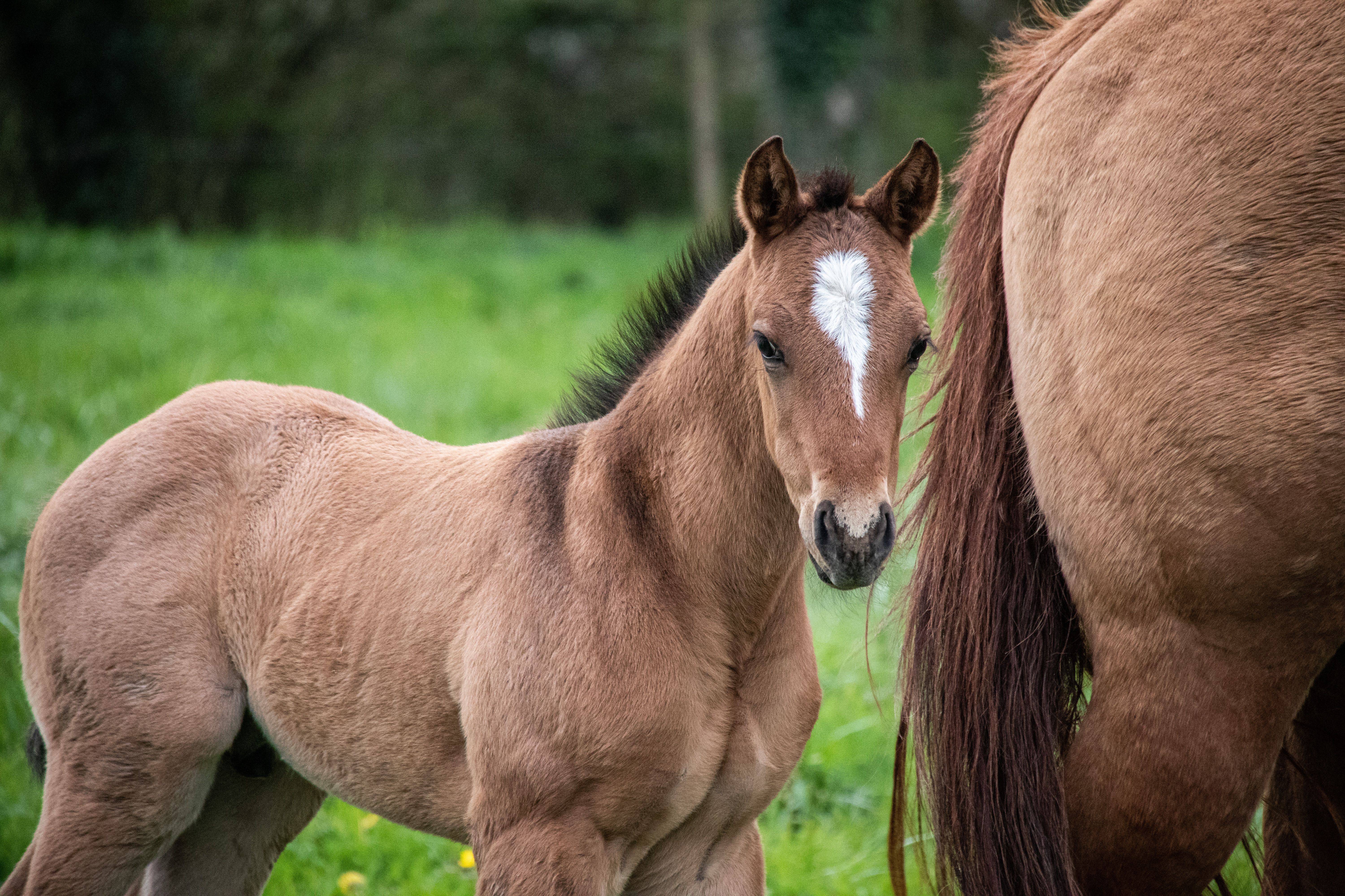 Bay foal with a blaze beside its mother, in a field