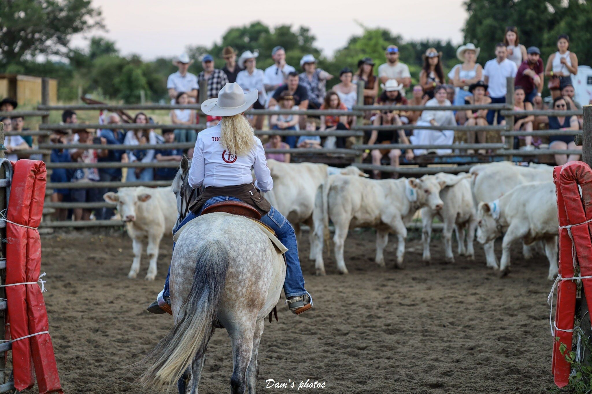 Cavalière de dos sur un cheval gris pommelé, face aux vaches blanches du tri de bétail, public en tribune