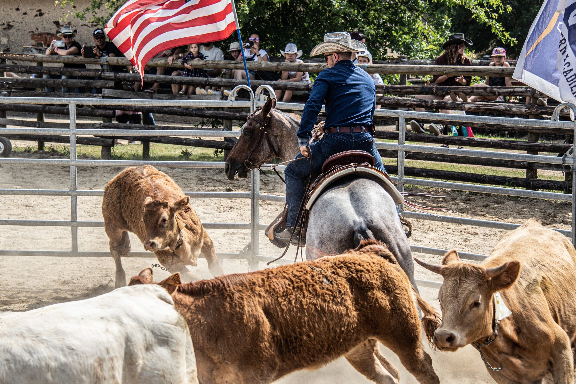 Cavalier western qui trie des veaux dans la carrière du ranch, devant le public et le drapeau américain
