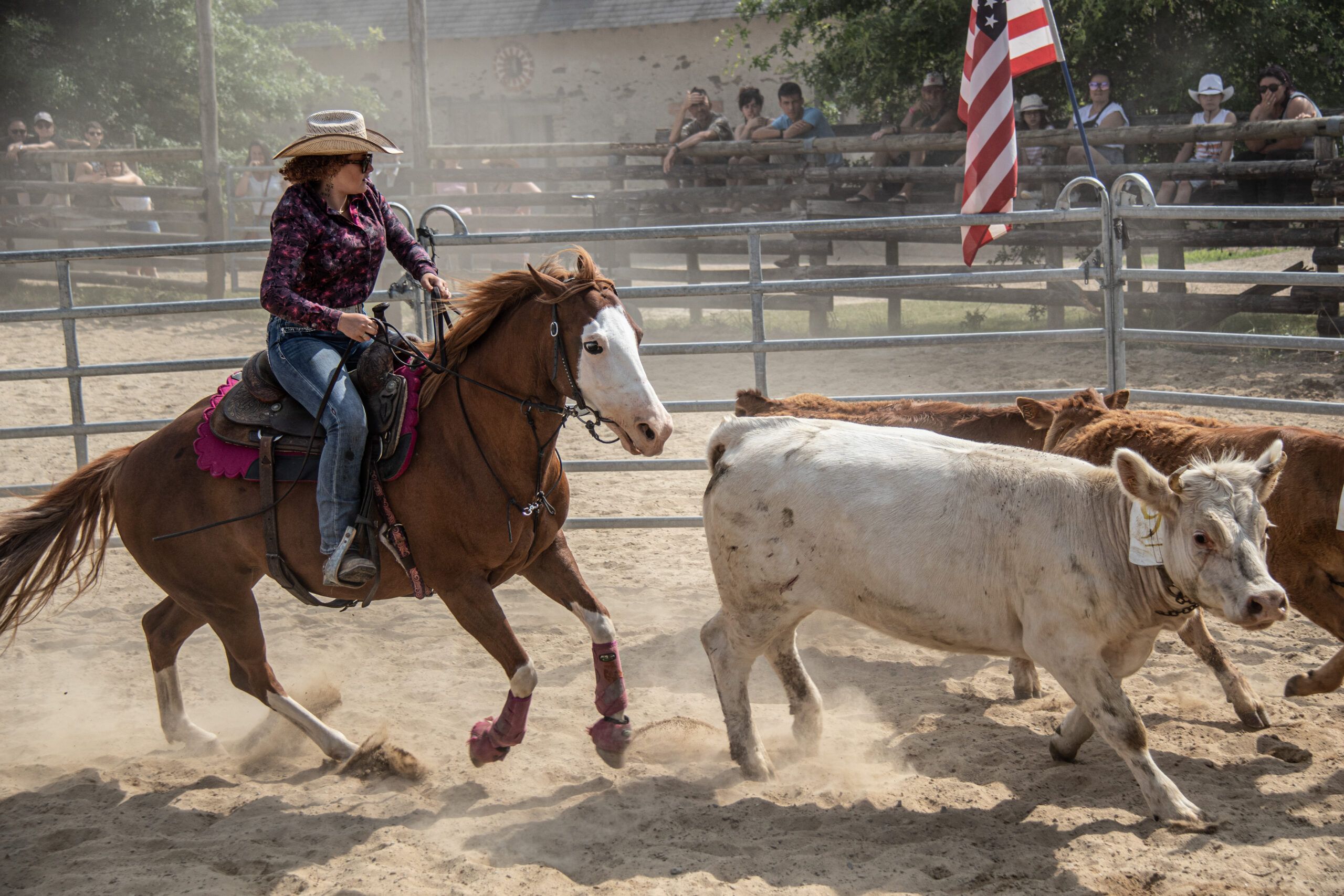 Cavalière poussant un veau blanc devant le drapeau américain