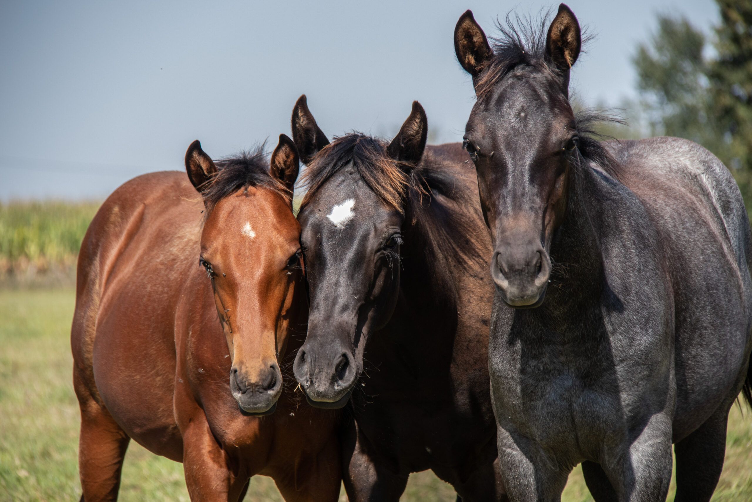 Trois jeunes Quarter Horses du ranch