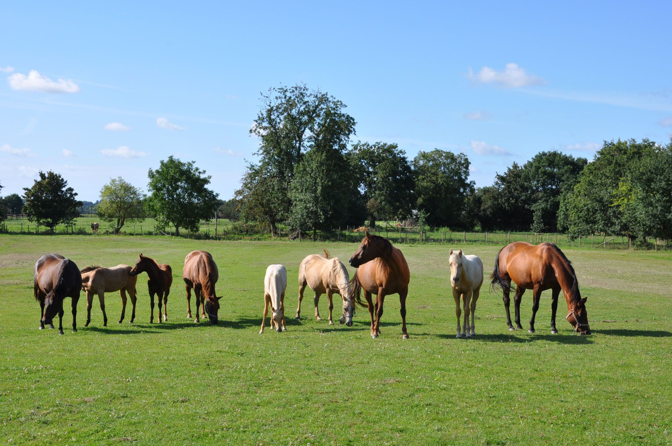 Herd of horses grazing in a large field lined with trees