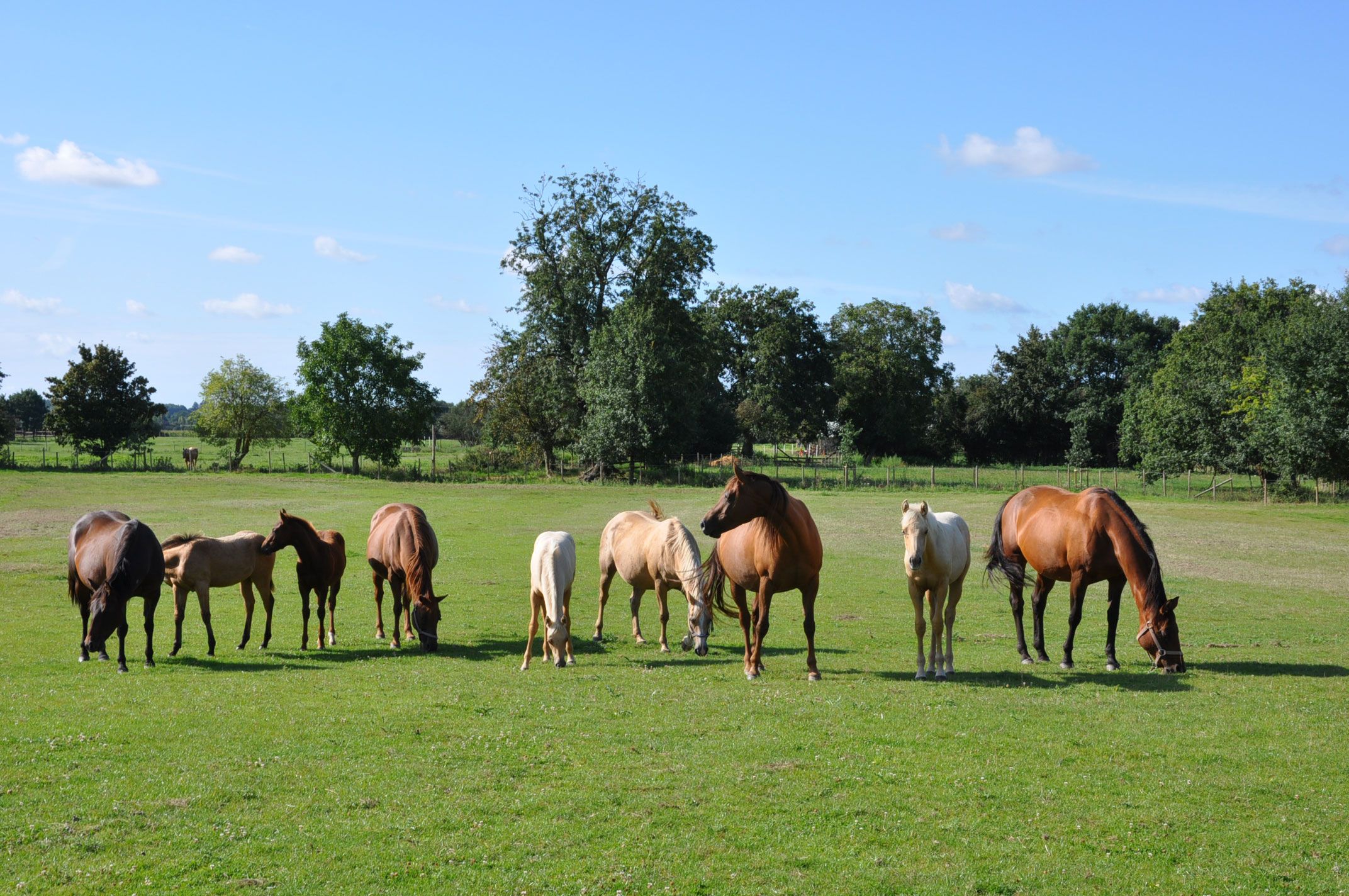 Herd of livery horses in a tree-lined field