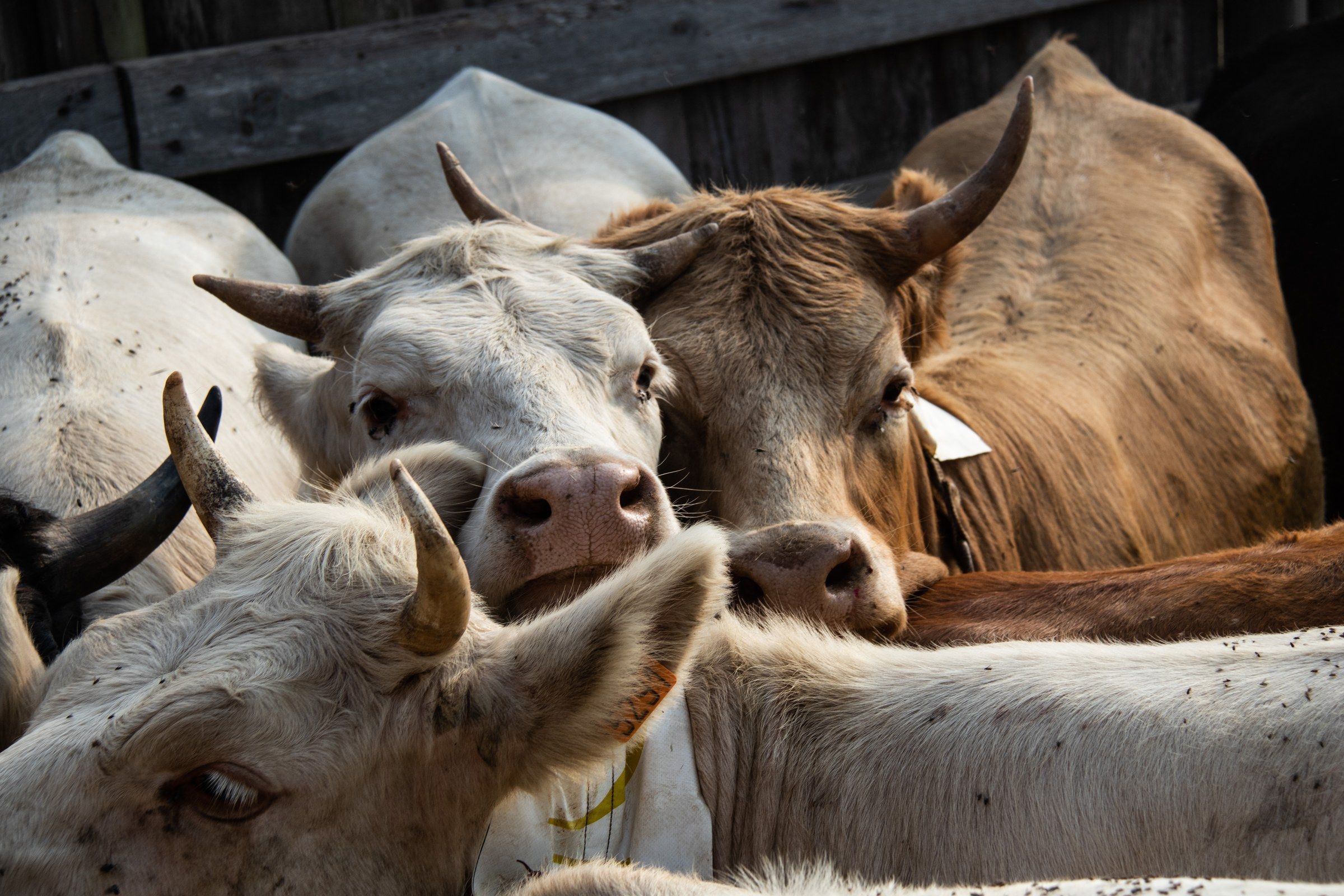 Vaches et veaux du troupeau serrés dans l’enclos du ranch