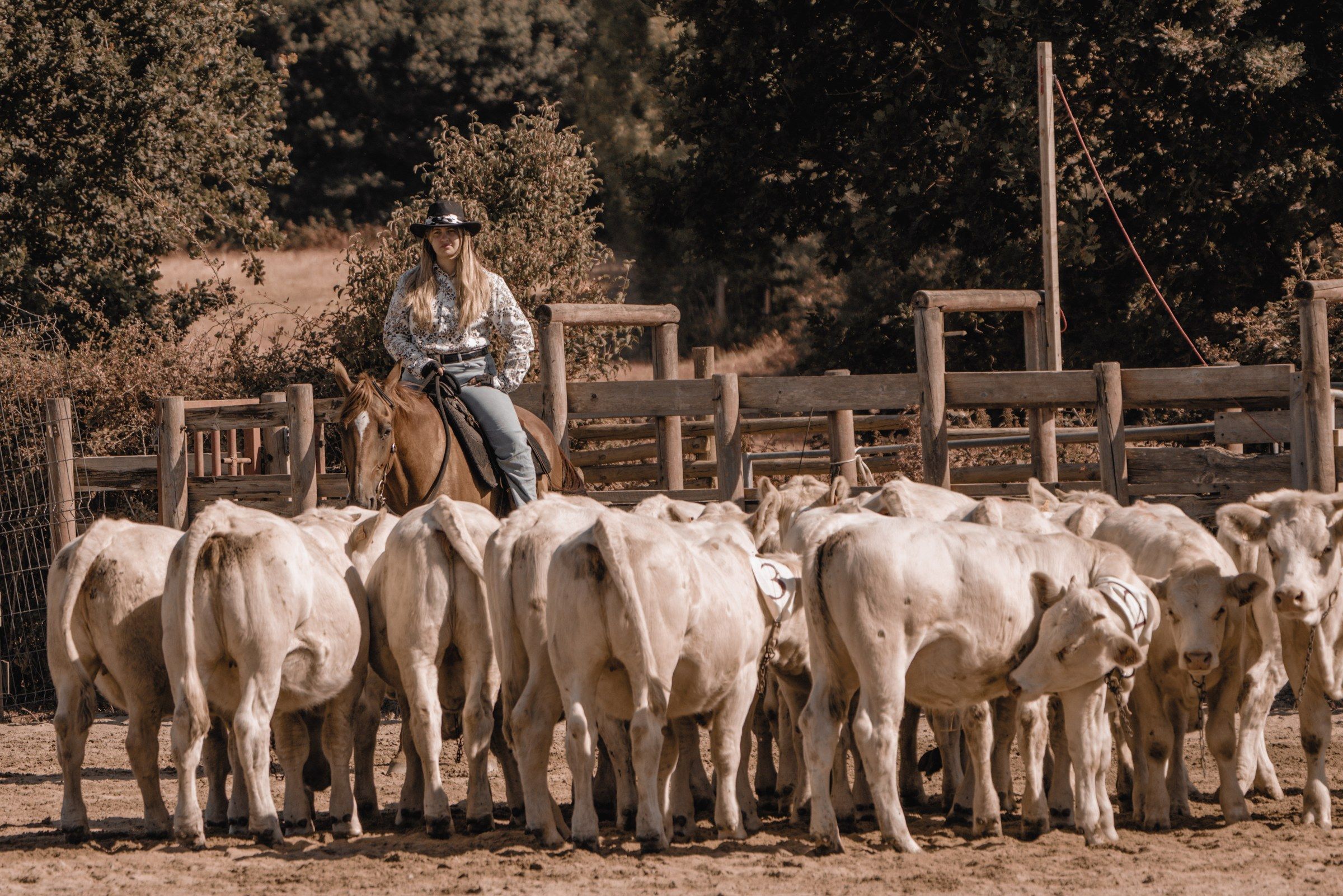 Cavalière derrière un troupeau de veaux blancs, ton sépia