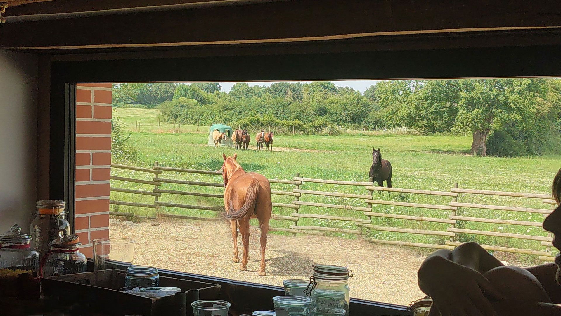 View from a window at the ranch over a paddock and its horses