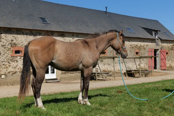 Tenessee du TR, photo 2