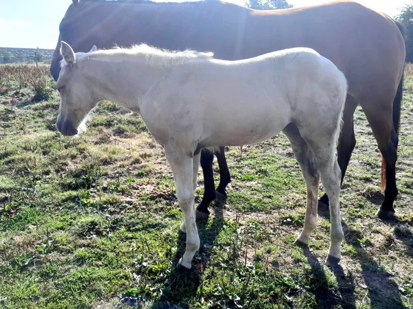 TR DASKA LIBMAC STAR, photo 2