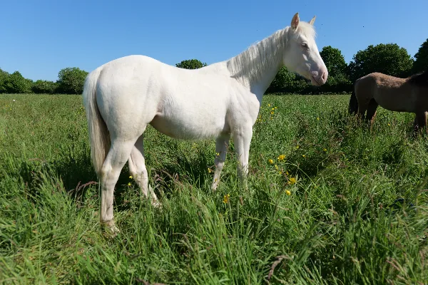 OPAKE DE BELLE ILE, photo 4