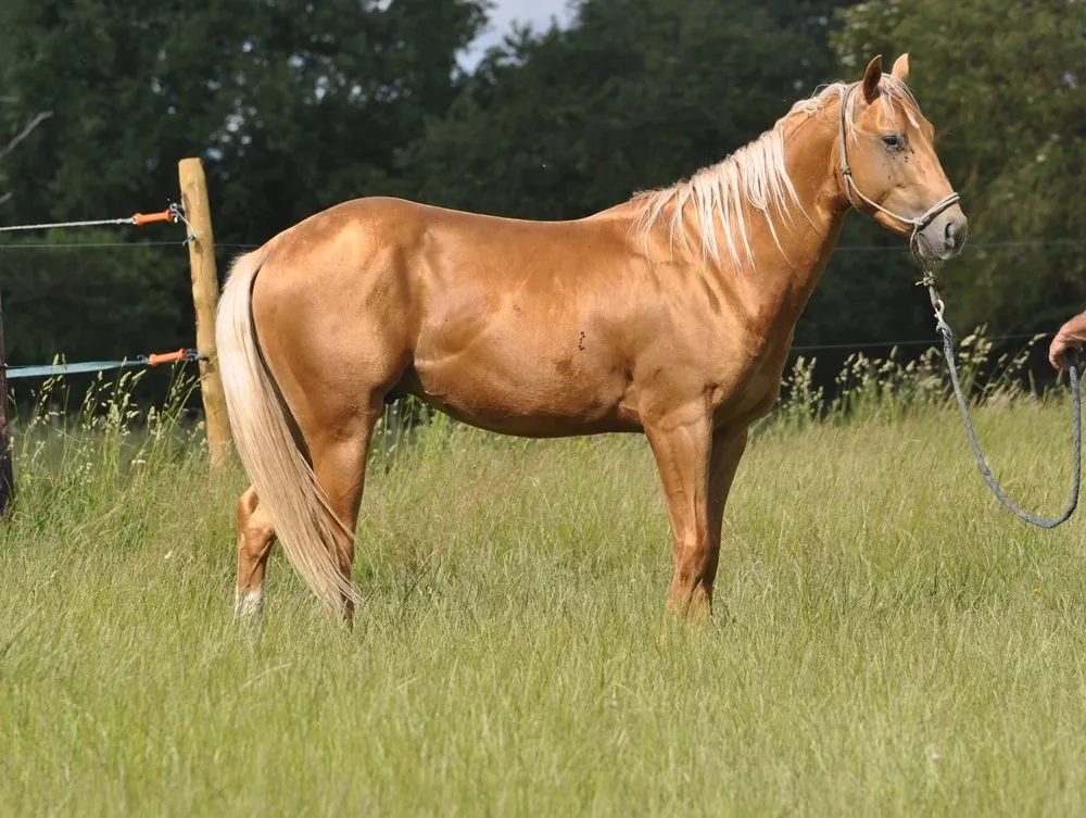 GALWAY LITMAC DU TR, jument, née en 2011, palomino, Quarter Horse (AQHA)
