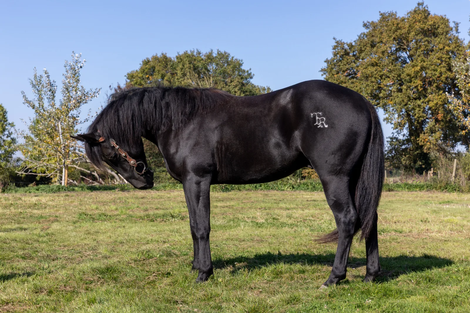 TEXAS DU TR, étalon, né en 2023, noir, 150 cm, Quarter Horse (AQHA)