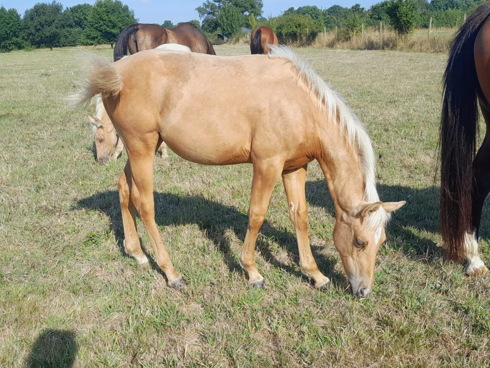 TR LADY GREAT STAR, pouliche, née en 2025, palomino, Quarter Horse (AQHA)