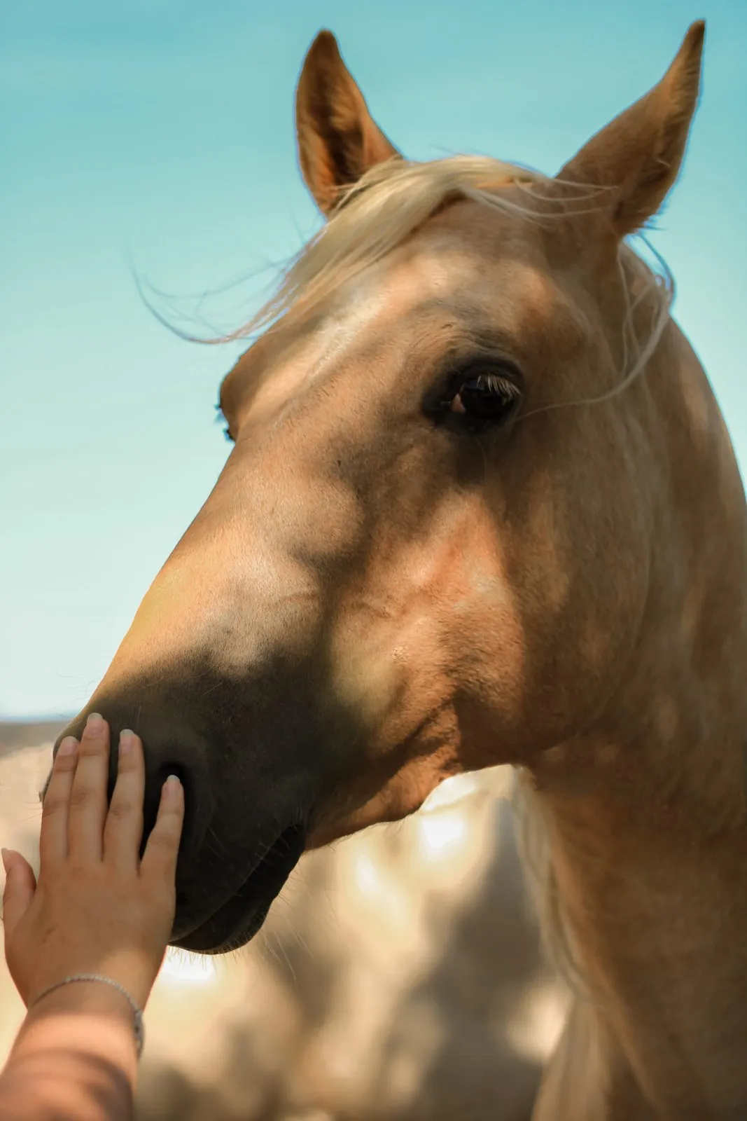 Breakyheart du TR, jument, née en 2019, palomino, Quarter Horse (AQHA)
