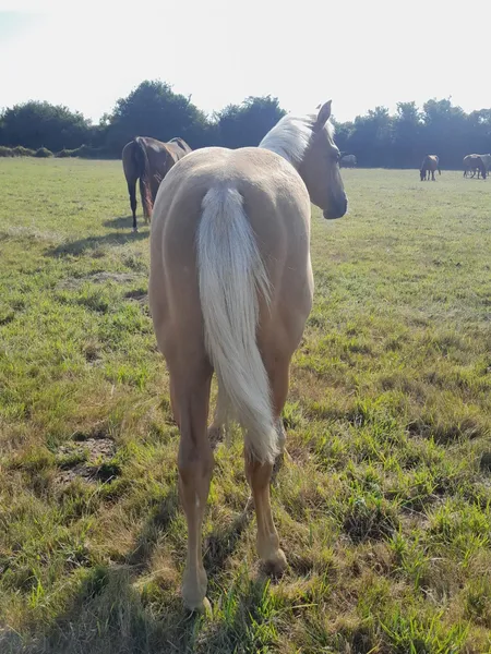 TR LADY GREAT STAR, photo 4