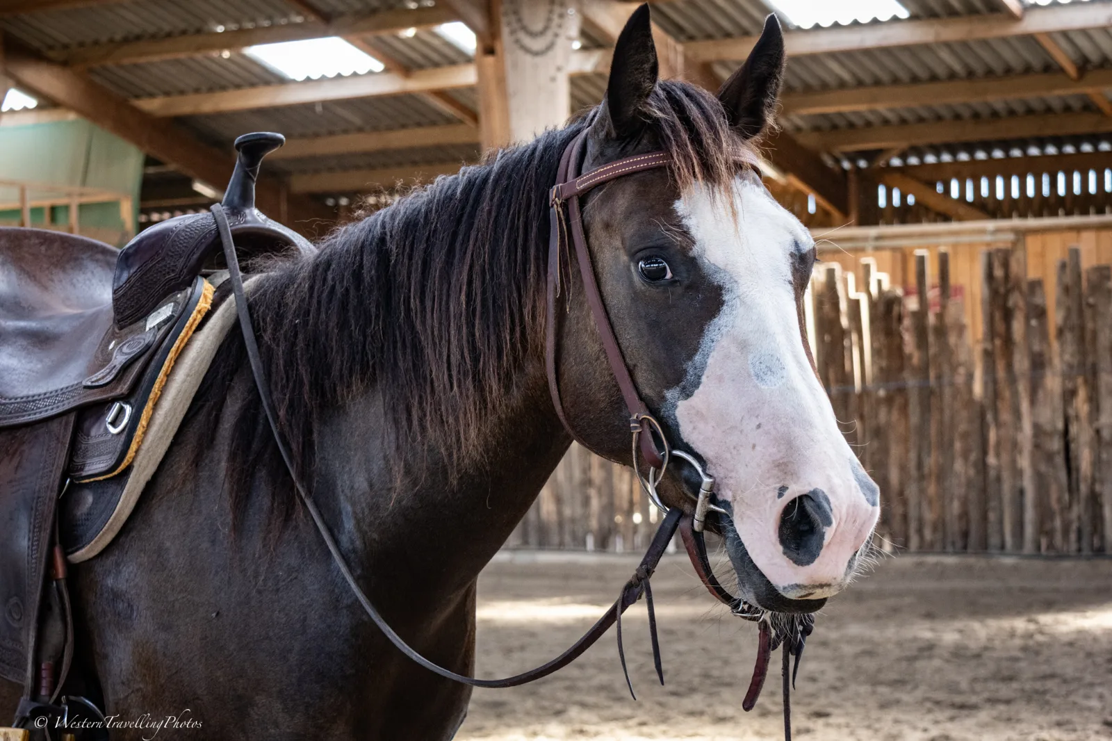 TR Mendy Great Bueno, jument, née en 2023, bai, Quarter Horse (AQHA)