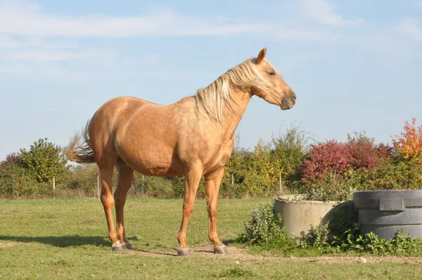 DINA DU TR, photo 2
