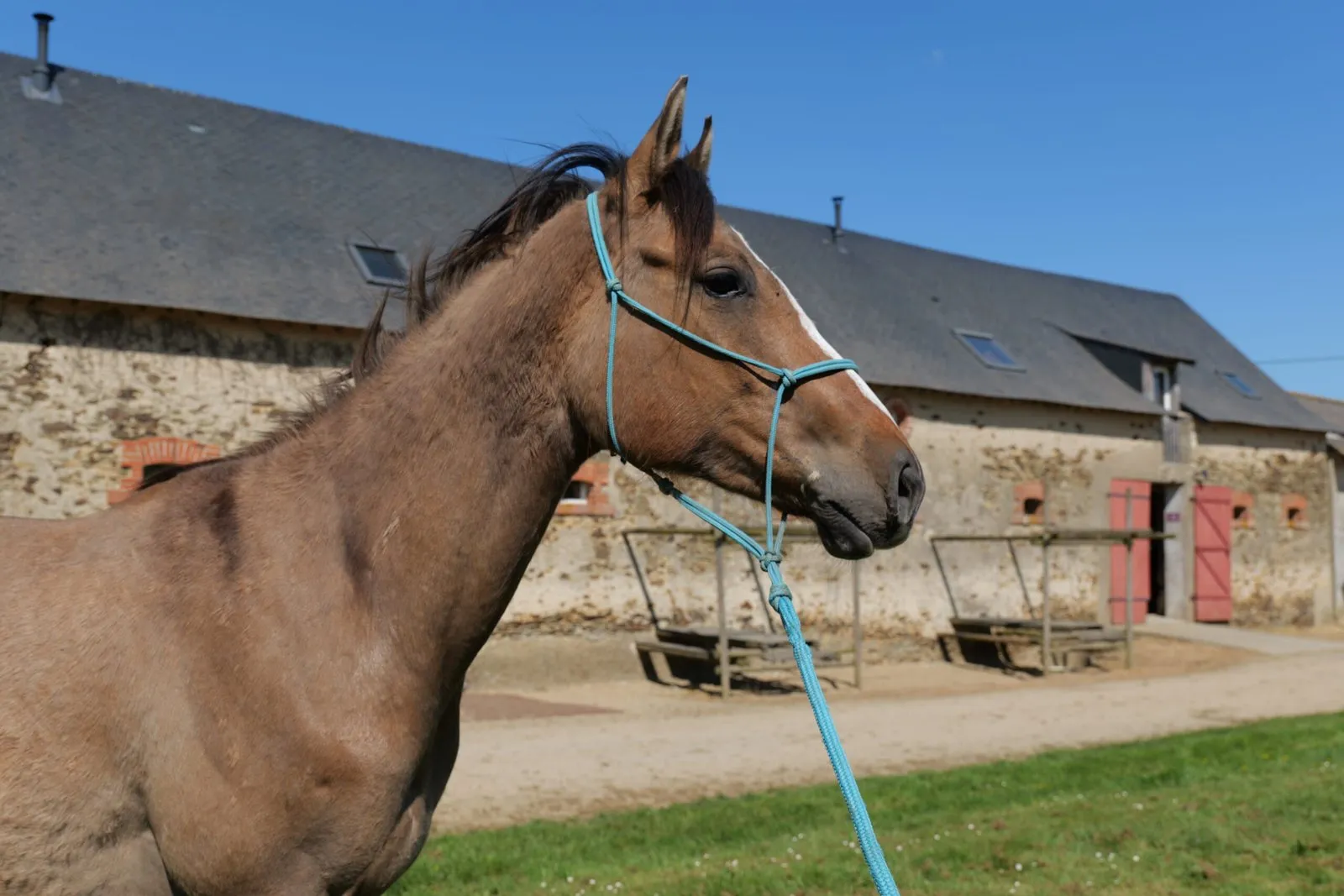 Tenessee du TR, poulain, né en 2023, isabelle, Paint Horse (APHA)