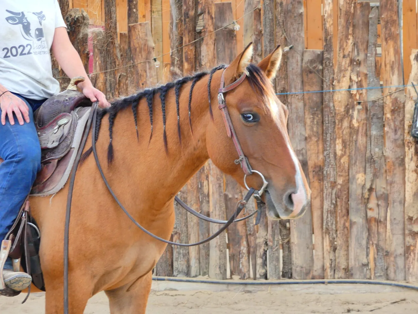 Wyoming du TR, poulain, né en 2023, isabelle, Quarter Horse (AQHA)