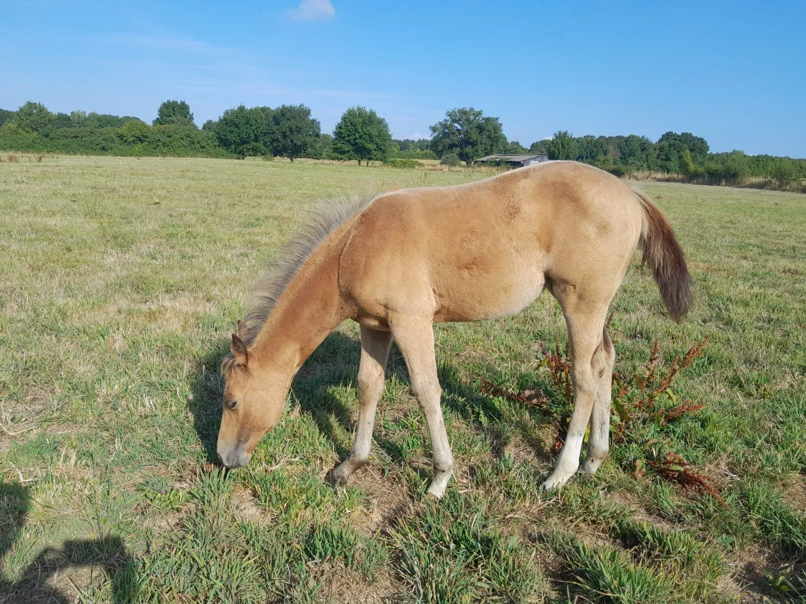 TR Peppy Starlit, pouliche, née en 2025, isabelle, Quarter Horse (AQHA)