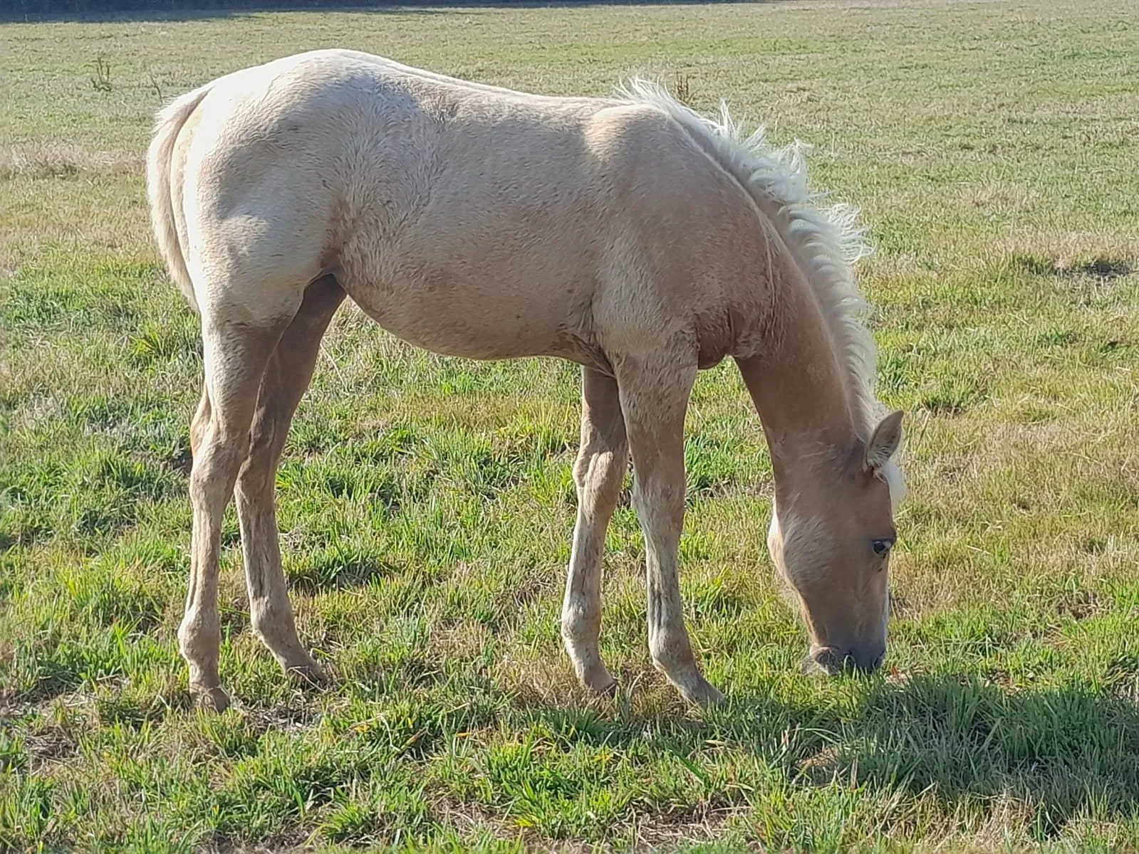 TR Shadow Jack Star, pouliche, née en 2025, PALOMINO, Paint Horse (APHA)