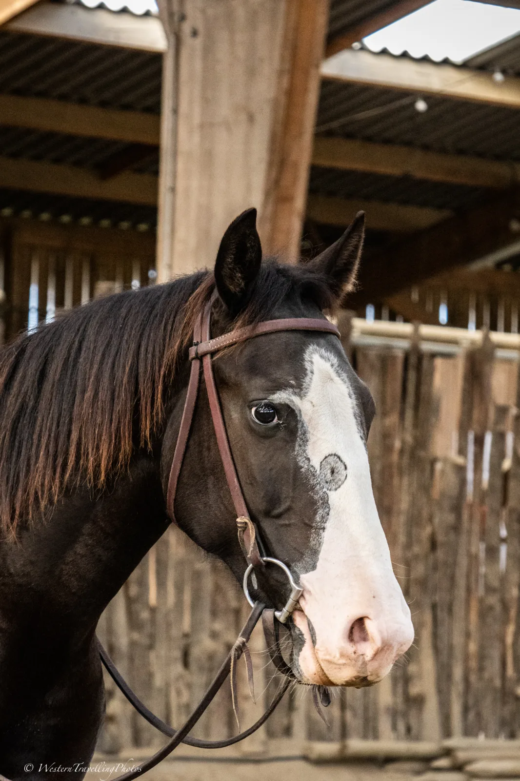 TR Holly Peppy San, jument, née en 2024, brun, Paint Horse (APHA)