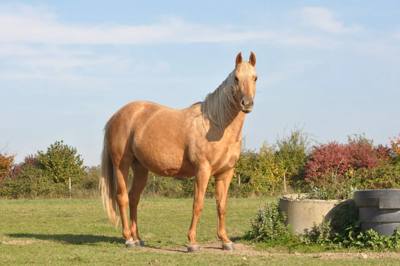 DINA DU TR, jument, née en 2013, palomino, Quarter Horse (AQHA)