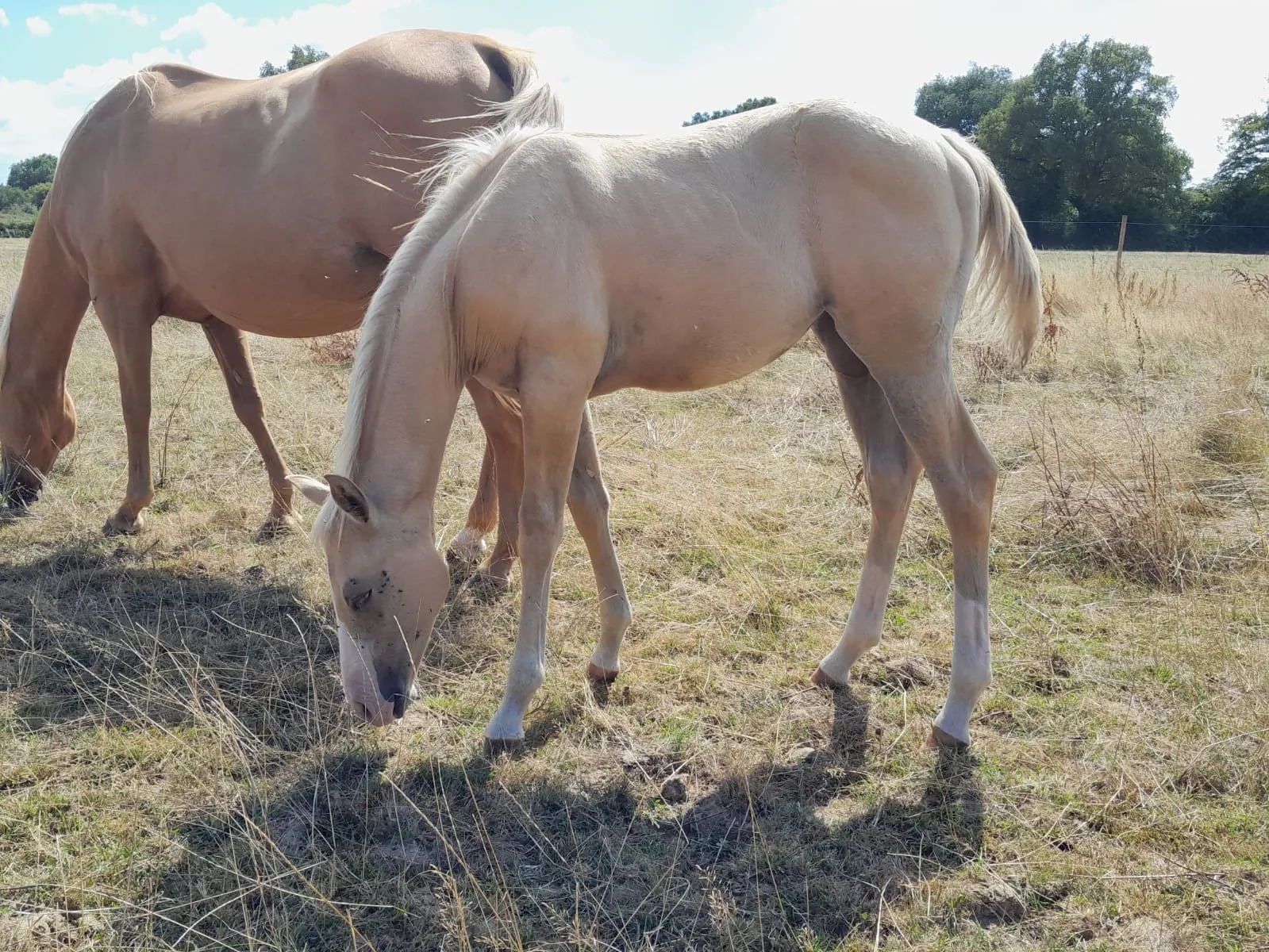 TR TINA GUN JAC GOLD, pouliche, née en 2025, palomino, Quarter Horse (AQHA)