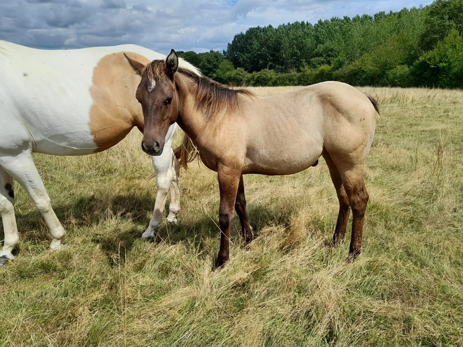 TR LOLY KING DOC BAR, pouliche, née en 2025, SOURIS, Paint Horse (APHA)