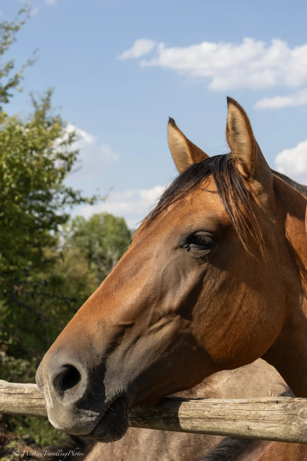 TR Missgreat Bonanza, jument, née en 2024, dun, Quarter Horse (AQHA)