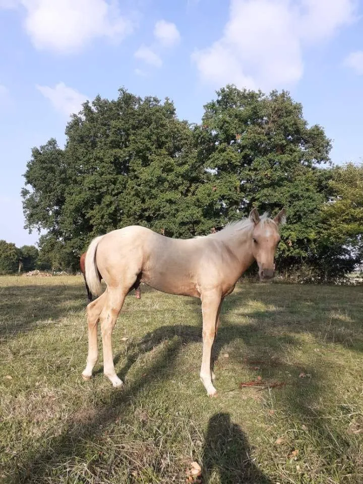 TR FLASH POCO STAR, poulain, né en 2025, PALOMINO, Quarter Horse (AQHA)