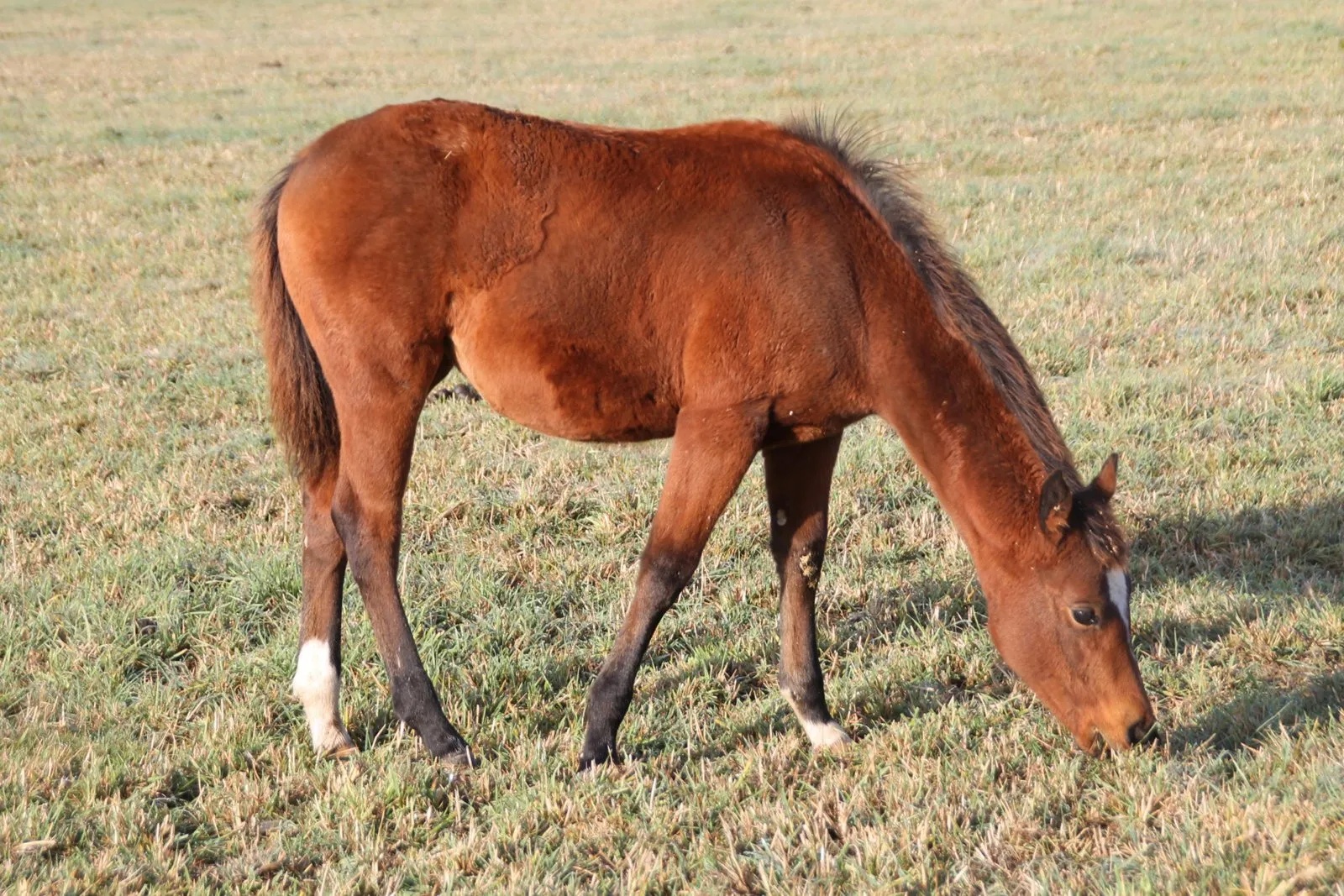 HERMIONE DU TR, jument, née en 2018, bai, Quarter Horse (AQHA)