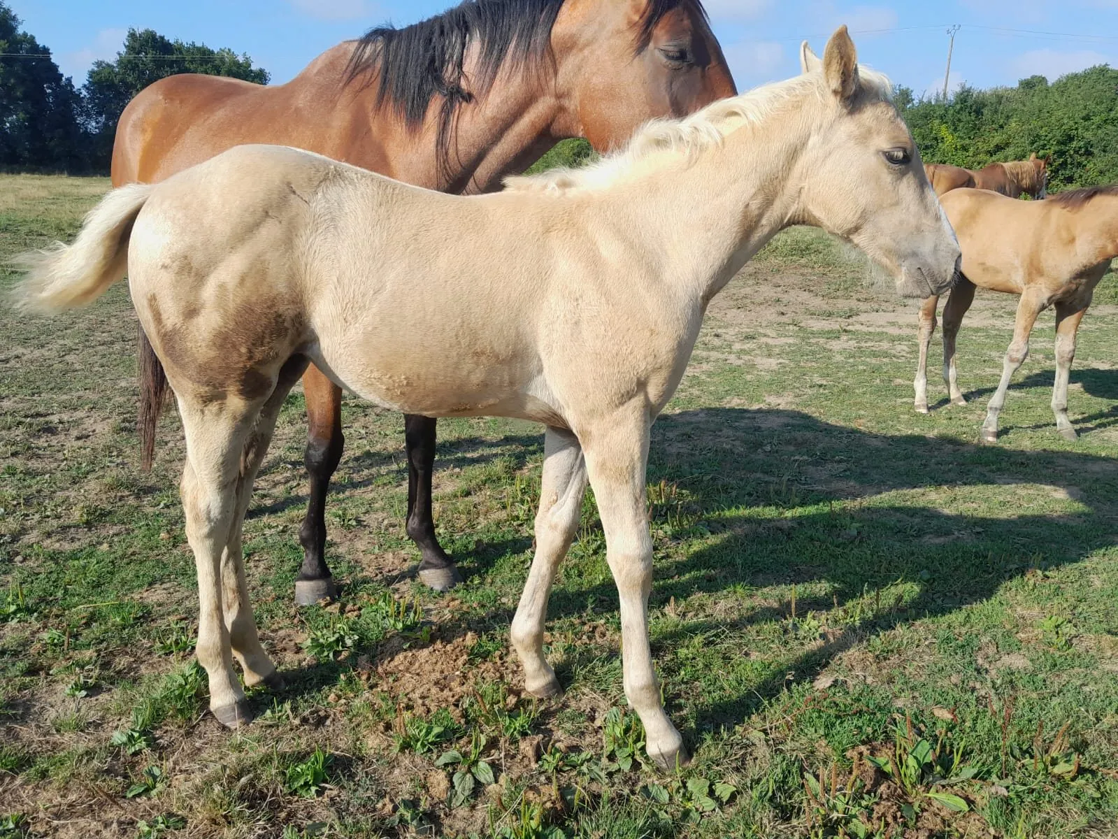 TR DASKA LIBMAC STAR, pouliche, née en 2025, PALOMINO, Quarter Horse (AQHA)