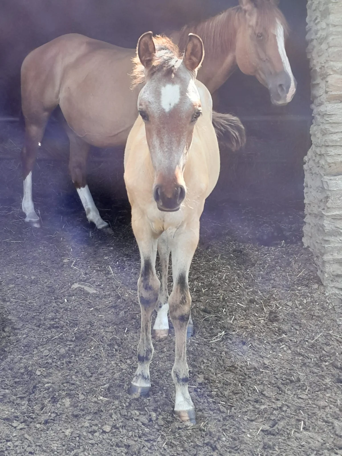 TR SOCK GUN RED HOT, poulain, né en 2025, BAI ROUAN, Paint Horse (APHA)