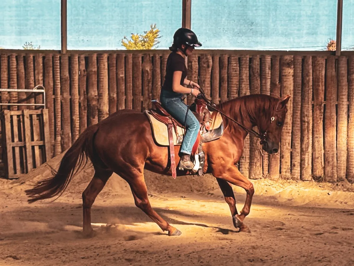 Keywest du TR, mâle, né en 2021, alezan brûlé, Quarter Horse (AQHA)